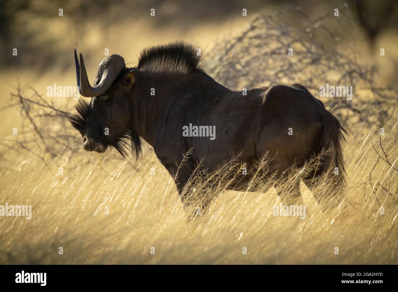 Profilo di nero wildebeest (Connochaetes gnou) in piedi nel prato lungo dorato che pascola nella savana al Gabus Game Ranch Foto Stock