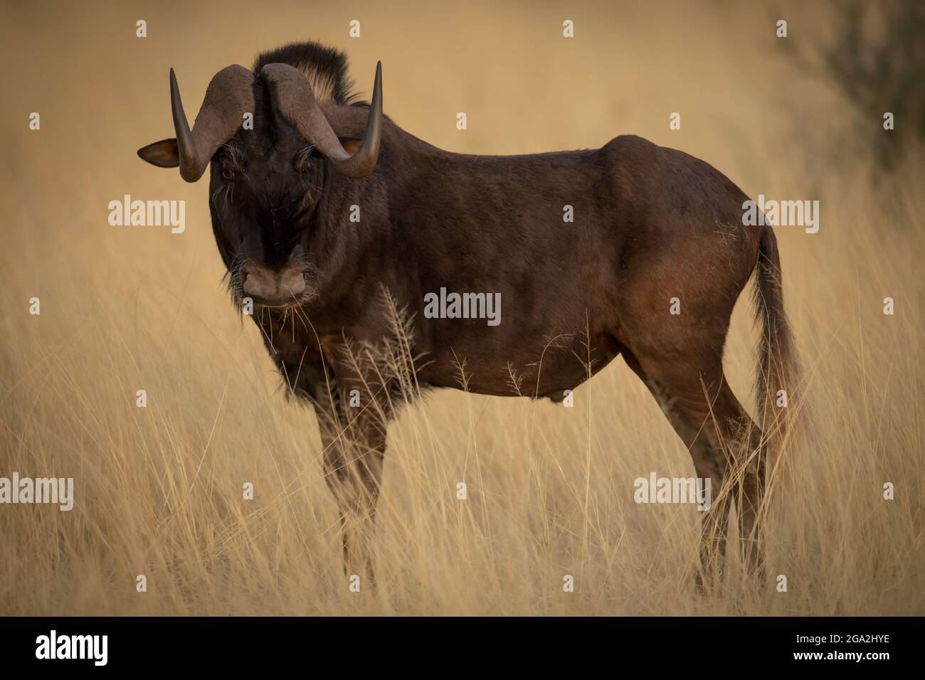 Black wildebeest (Connochaetes gnou) in piedi nel prato lungo della savana girando testa e guardando la telecamera al Gabus Game Ranch Foto Stock