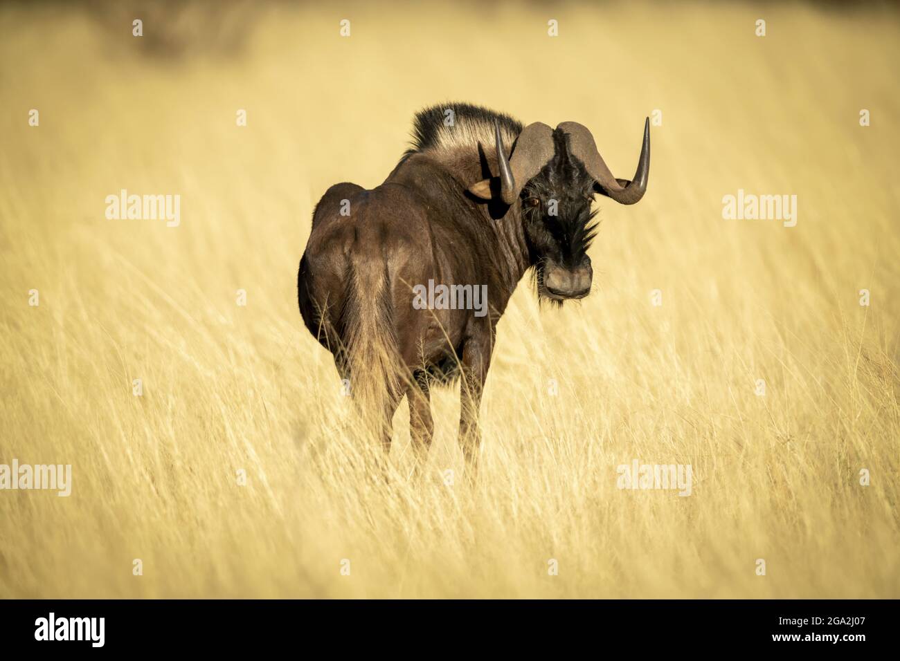 Black wildebeest (Connochaetes gnou) in piedi nella lunga erba dorata della savana guardando indietro sopra la spalla alla macchina fotografica al Gabus Game Ranch Foto Stock