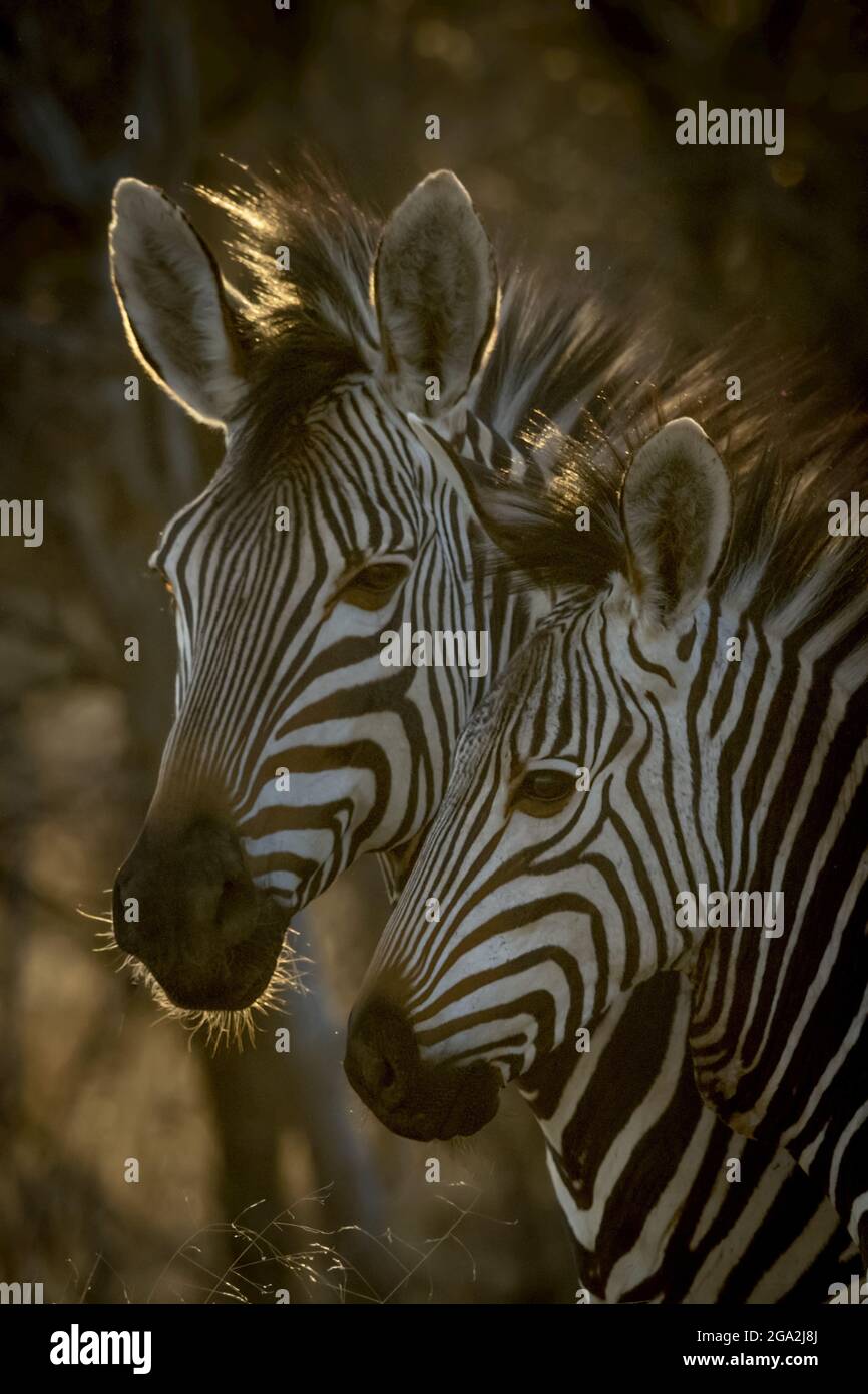 Primo piano ritratto di una zebra montana di Hartmann (Equus zebra hartmannae) adulto che eye la macchina fotografica mentre sta in piedi all'ombra con un fallo... Foto Stock