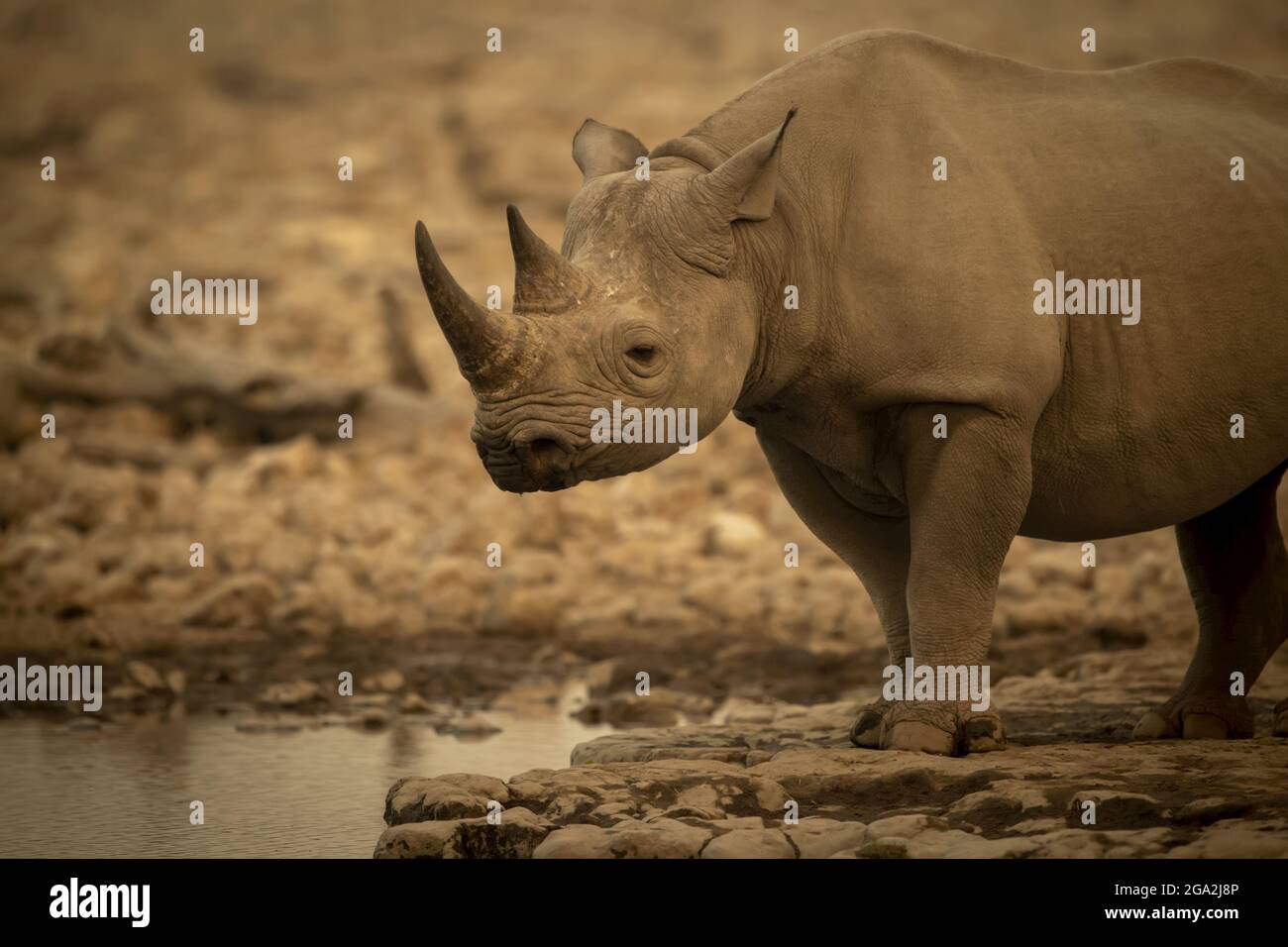 Primo piano dei rinoceronti neri (Diceros bicornis) accanto a un'idrovia rocciosa che si affaccia sulla telecamera nel Parco Nazionale Etosh Foto Stock
