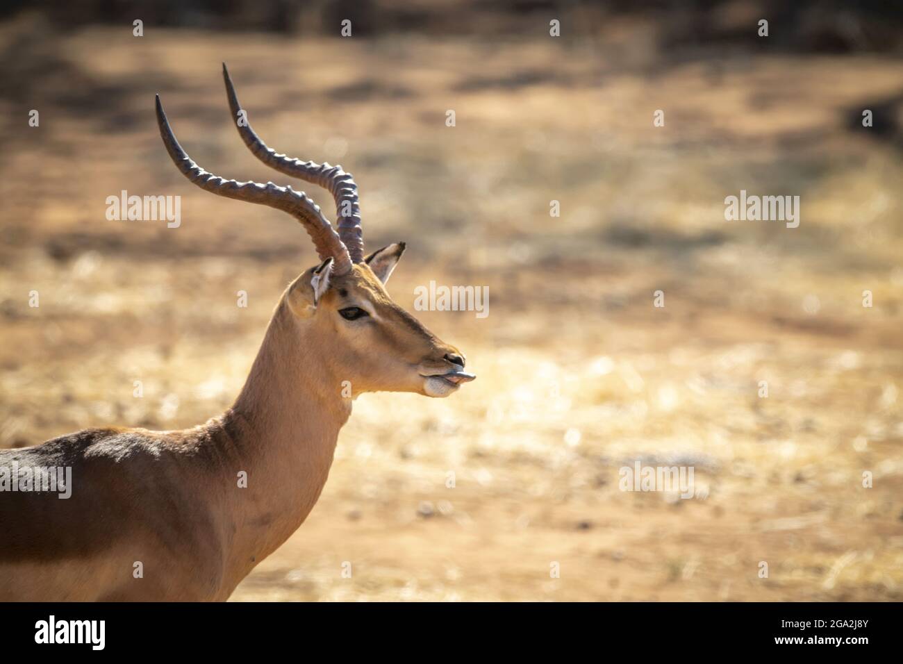 Primo piano di impala comune maschile (Aepyceros melampus) che mostra lingua al Gabus Game Ranch; Otavi, Otjozondjupa, Namibia Foto Stock