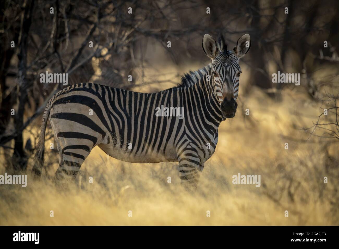 Zebra di montagna di Hartmann (Equus zebra hartmannae) che fissa la macchina fotografica mentre si trova all'ombra sotto alcuni alberi al Gabus Game Ranch a su... Foto Stock