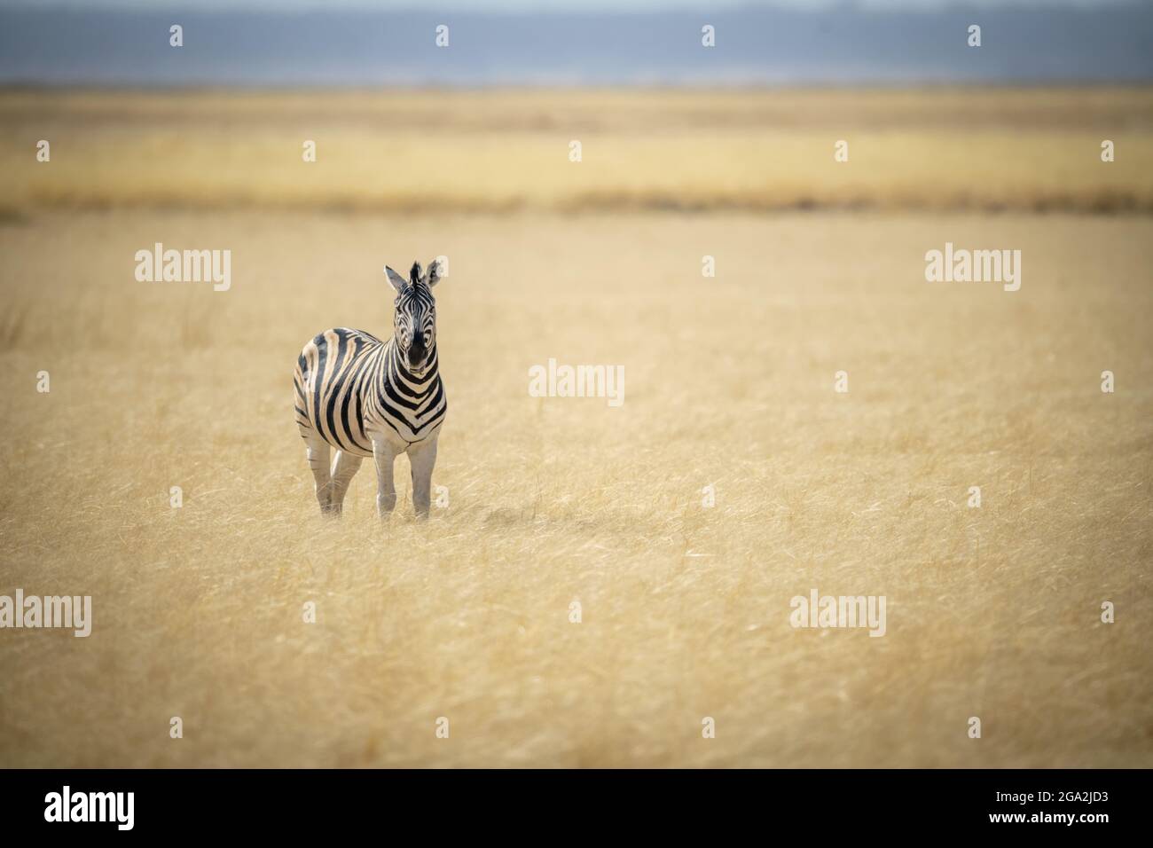 Pianure zebra (Equus quagga ex Equus burchellii) in piedi in mezzo alla lunga erba sulla savana guardando la macchina fotografica presso l'Etosha N... Foto Stock