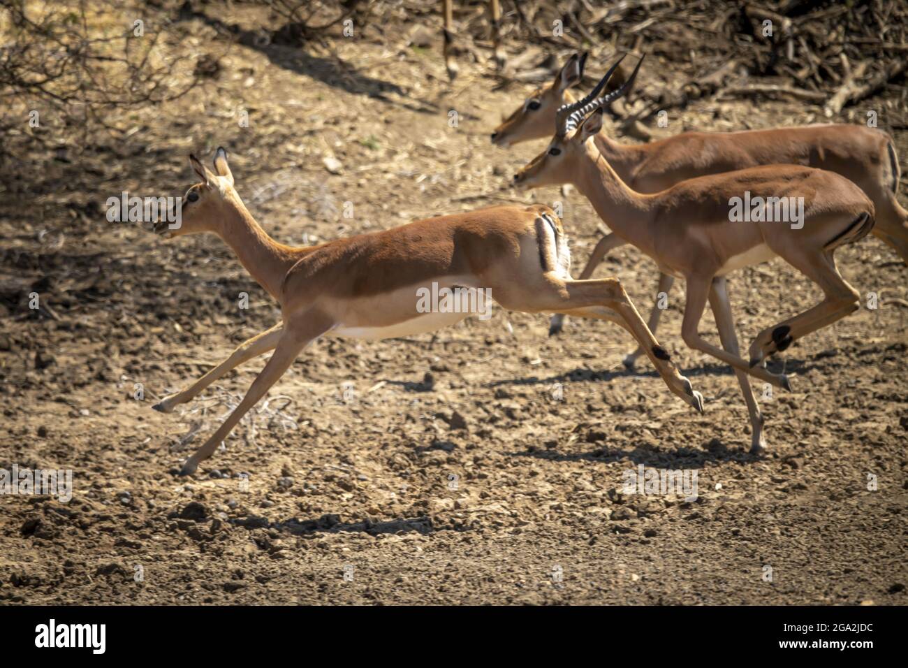 Impala comune maschile e femminile (Aepyceros melampus) che galoppa il passato sulla savana al Gabus Game Ranch; Otavi, Otjozondjupa, Namibia Foto Stock