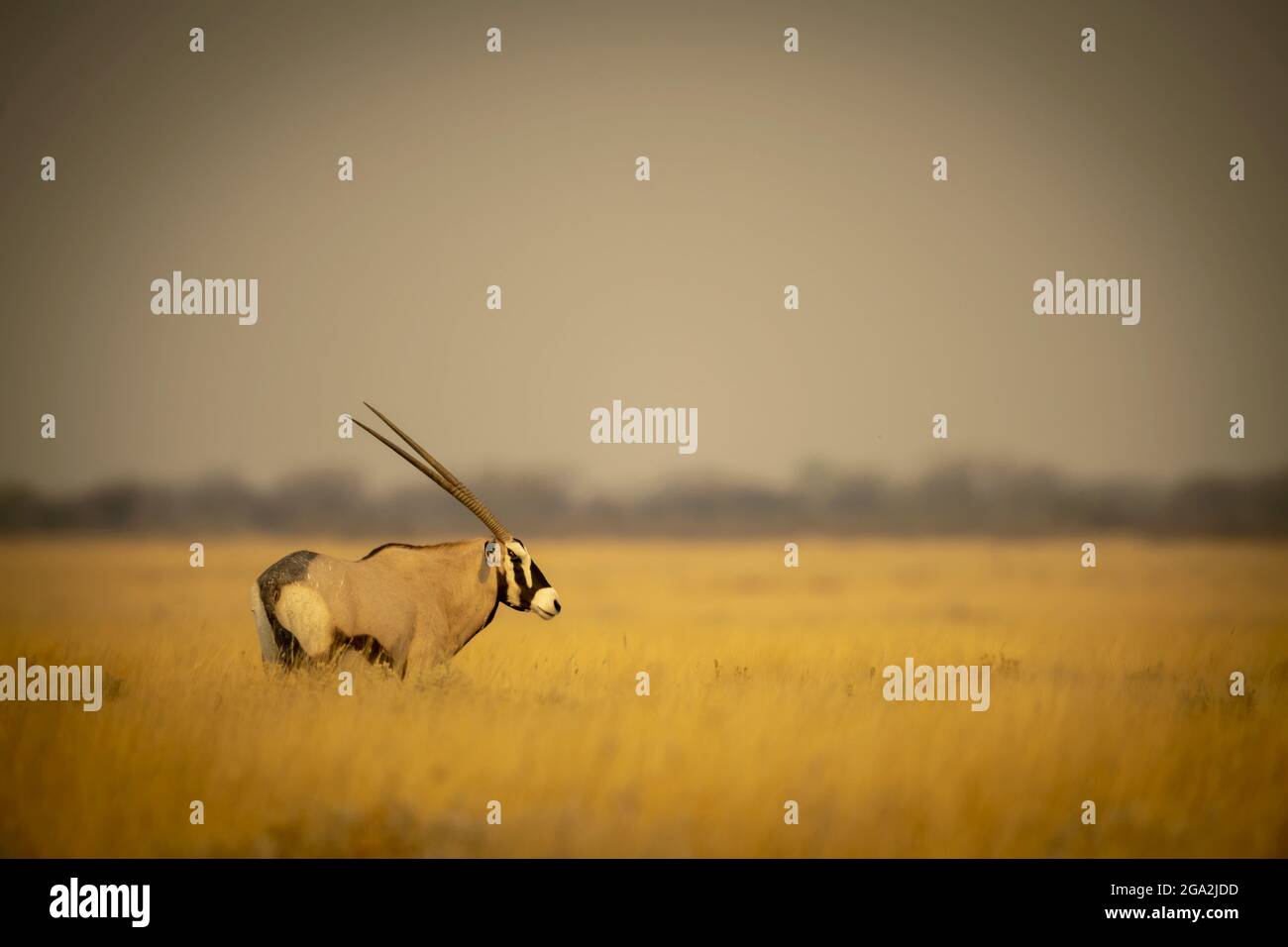 Ritratto di un gemsbok (Oryx gazella) in piedi su una pianura erbosa sulla savana e guardando in lontananza al Parco Nazionale Etosha Foto Stock