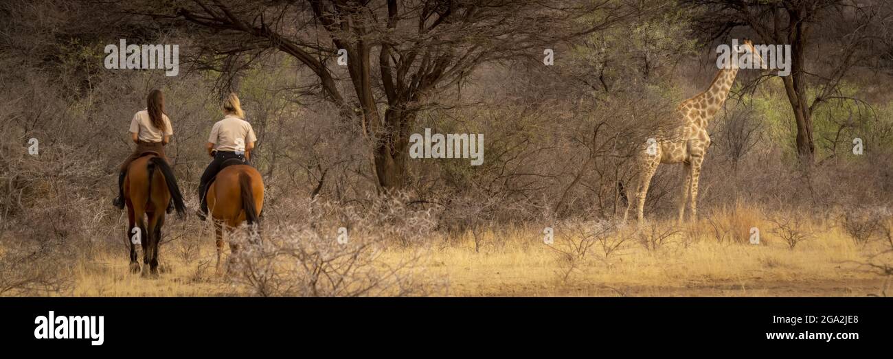 Vista presa da dietro di due donne che cavalcano i cavalli seguendo una giraffa meridionale (Giraffa camelopardalis angolensis) attraverso il cespuglio al Gal... Foto Stock