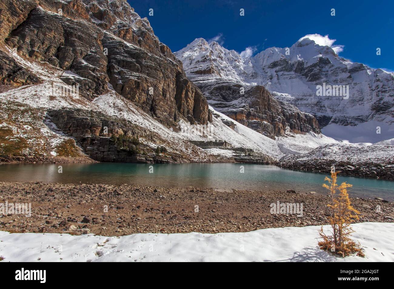 Lone larice nei colori autunnali accanto ad un piccolo laghetto nelle Montagne Rocciose del Parco Nazionale di Yoho; British Columbia, Canada Foto Stock