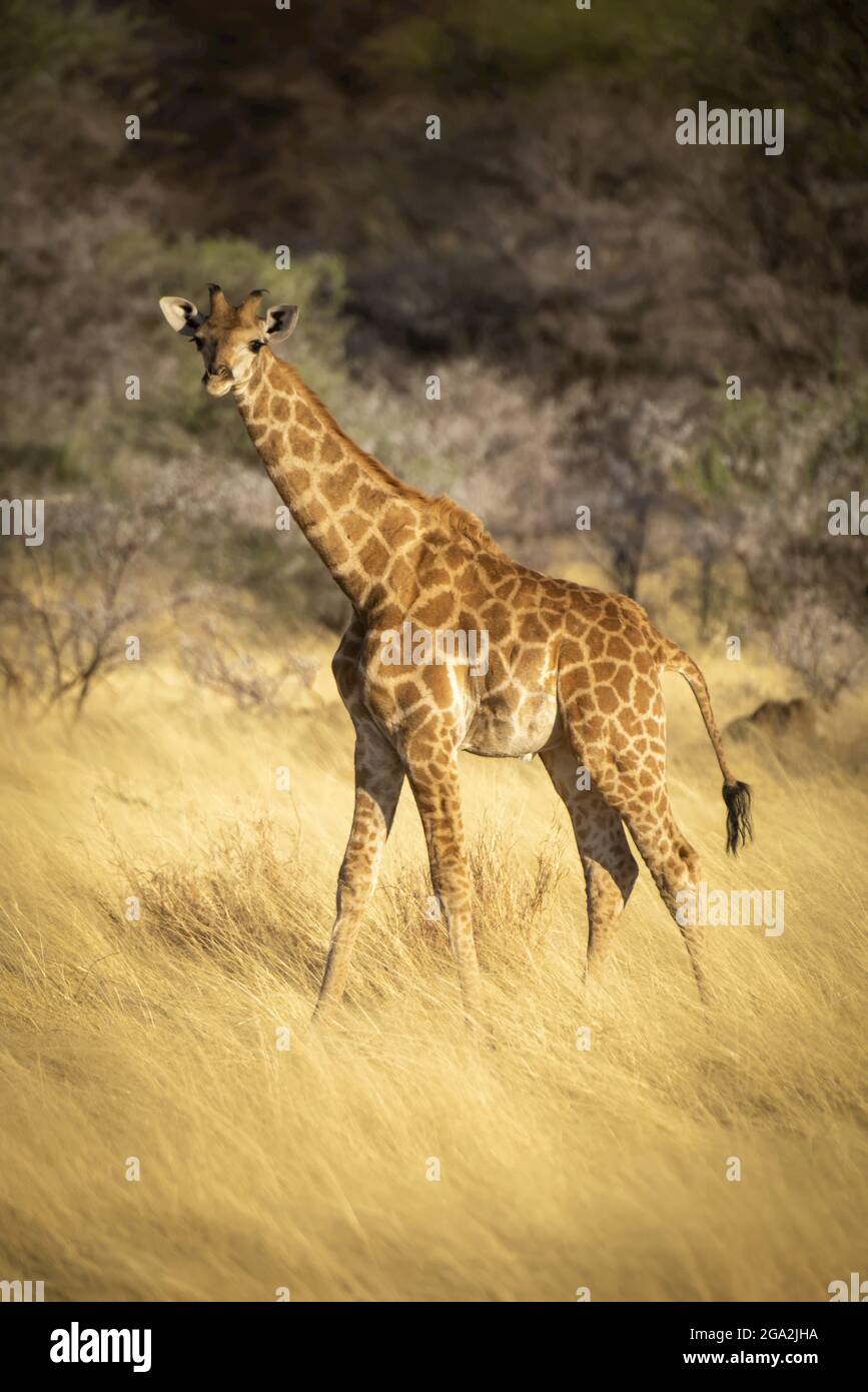 Ritratto della giovane giraffa meridionale (Giraffa camelopardalis angolensis) guardando la macchina fotografica e camminando attraverso l'erba lunga dorata sul savan... Foto Stock