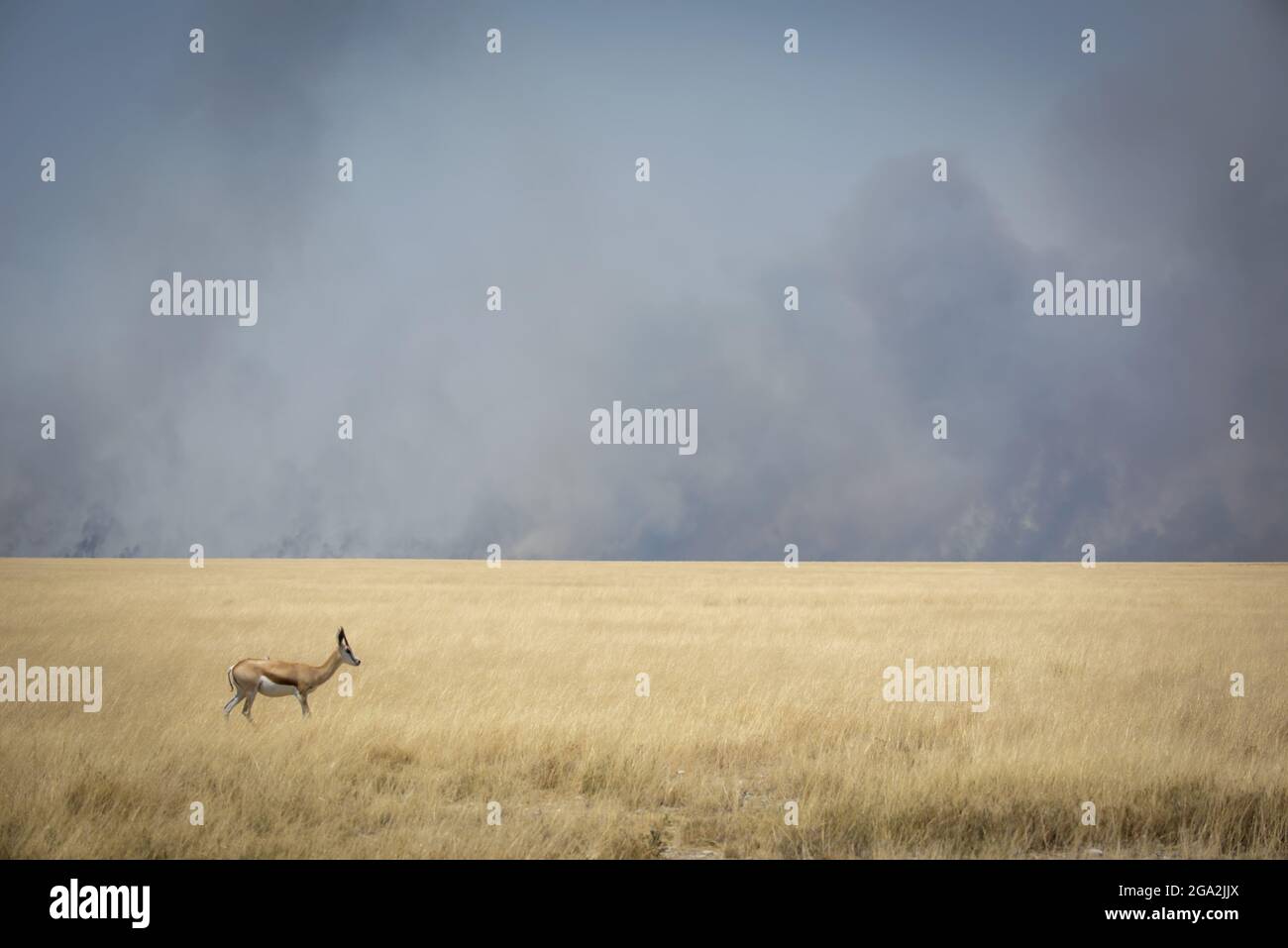 Un trampolino solistico (Antidorcas marsupialis) in piedi in erba lunga dorata della pianura sulla savana con cielo pieno di fumo sullo sfondo in ... Foto Stock