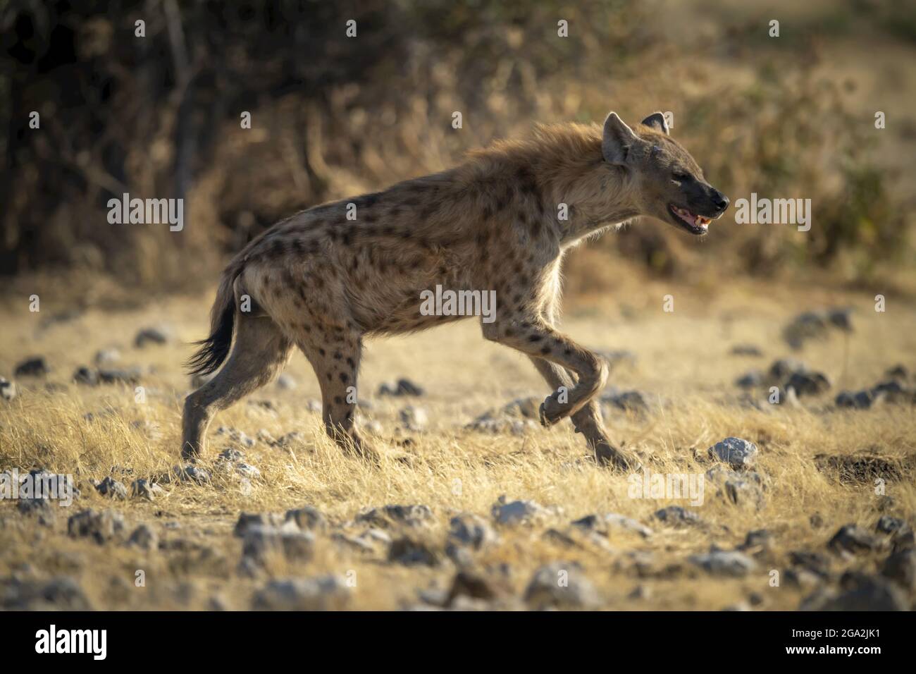 Iena macchiata (Crocuta crocuta) che attraversa la prateria al sole del Parco Nazionale di Etosha; Otavi, Oshikoto, Namibia Foto Stock