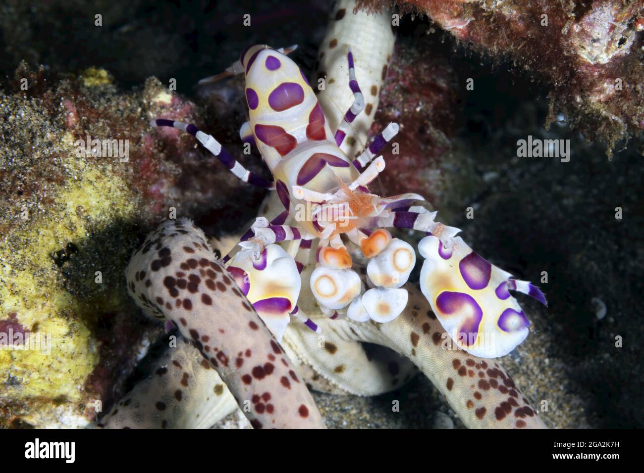 Harlequin Shrimp (Hymenocera picta) che si nutrono di stelle marine (Asteroidea); Maui, Hawaii, Stati Uniti d'America Foto Stock