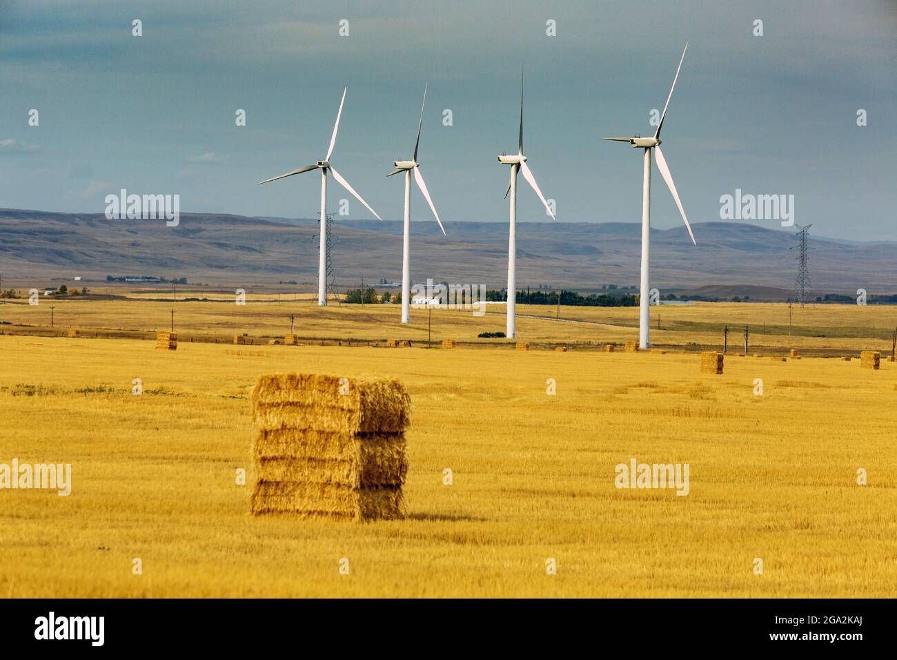 Balle di fieno quadrate in un campo tagliato con grandi mulini a vento in metallo bianco con colline ondulate e cielo blu sullo sfondo, ad ovest di Pincher Creek Foto Stock