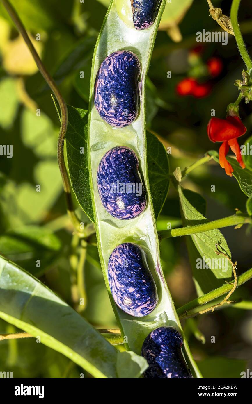 Primo piano dei fagioli scarlatto (Phaseolus coccineus) all'interno del loro baccello che cresce sulla vite, Calgary; Alberta, Canada Foto Stock