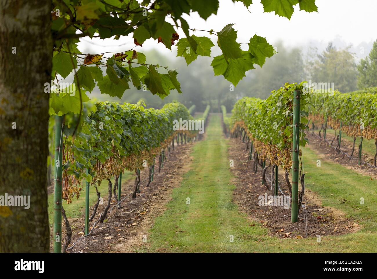 Guardando giù attraverso le file di viti raccolte in un vigneto nel nord di Vancouver in un giorno coperto all'inizio dell'autunno; British Columbia, Canada Foto Stock