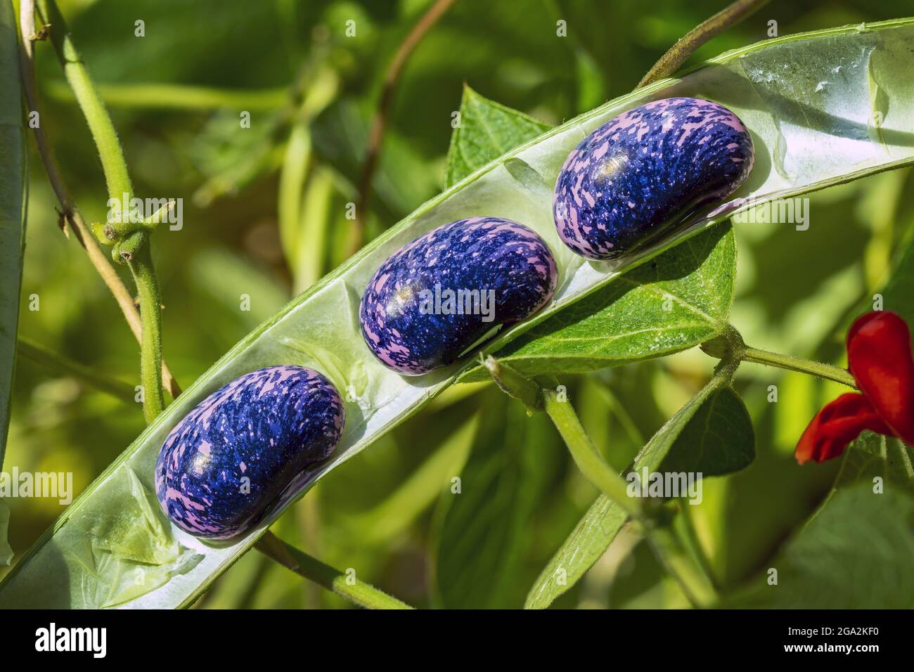 Primo piano dei fagioli scarlatto (Phaseolus coccineus) all'interno del loro baccello che cresce sulla vite, Calgary; Alberta, Canada Foto Stock