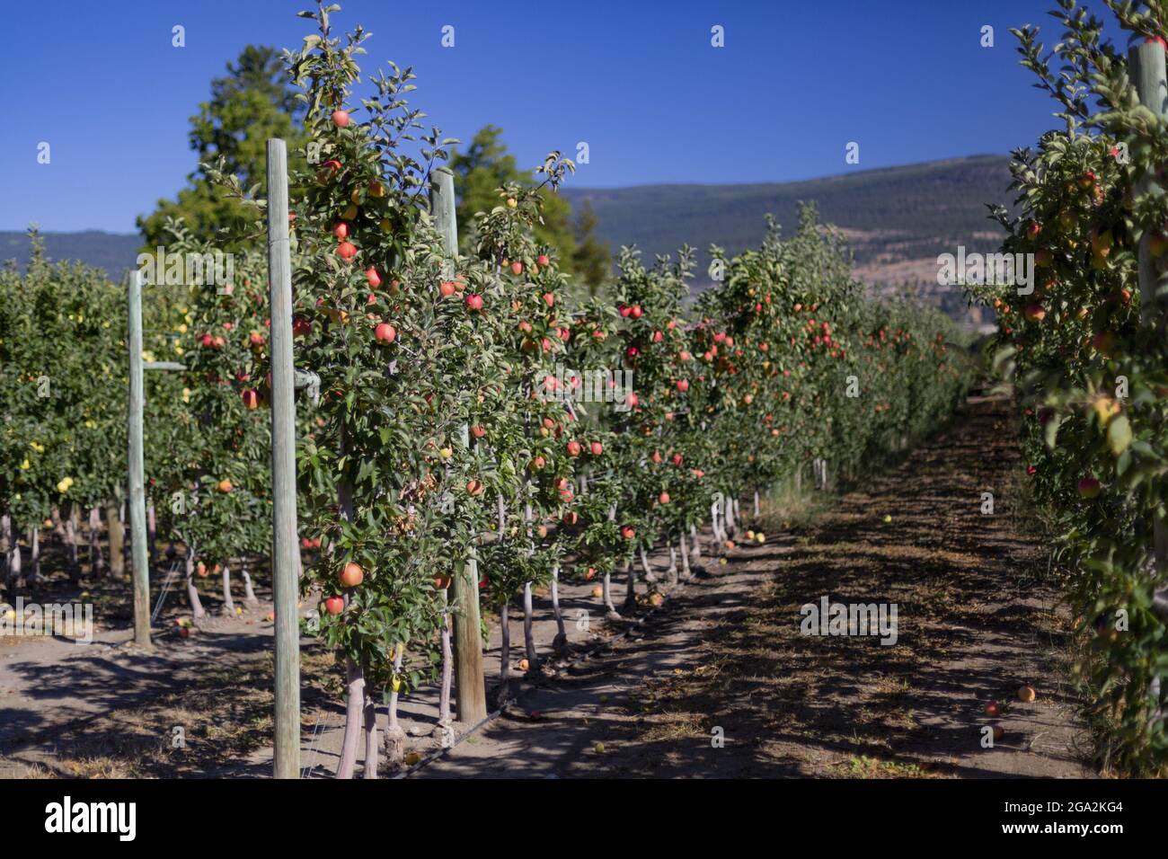File di alberi di mela (Malus domestica) in un frutteto utilizzando la struttura espalier, palo e recinzione filo, per sostenere rami di albero per la crescita ottimale e ... Foto Stock File di alberi di mela (Malus domestica) in un frutteto utilizzando la struttura espalier, palo e recinzione filo, per sostenere rami di albero per la crescita ottimale e ... Foto Stock