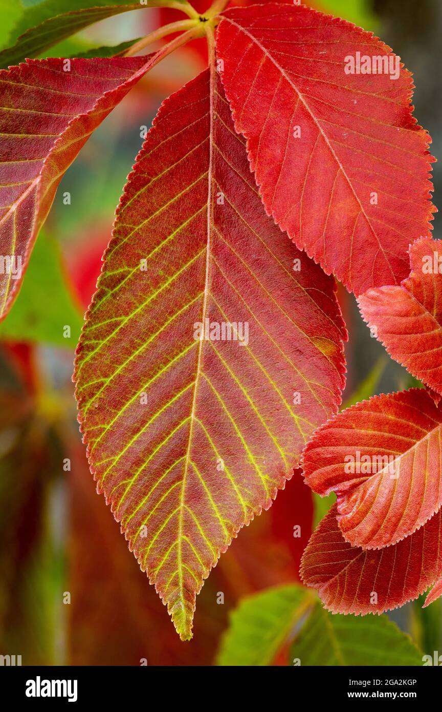 Foglie rosse vibranti su un albero; Calgary, Alberta, Canada Foto Stock