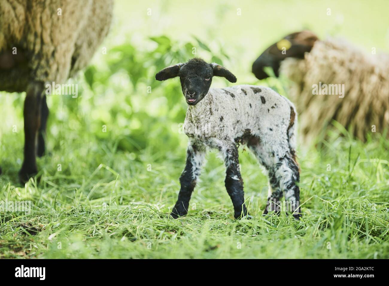 Ritratto di un agnello (Ovis aries) in piedi in un campo e guardando la macchina fotografica con pecore adulti sullo sfondo; Baviera, Germania Foto Stock