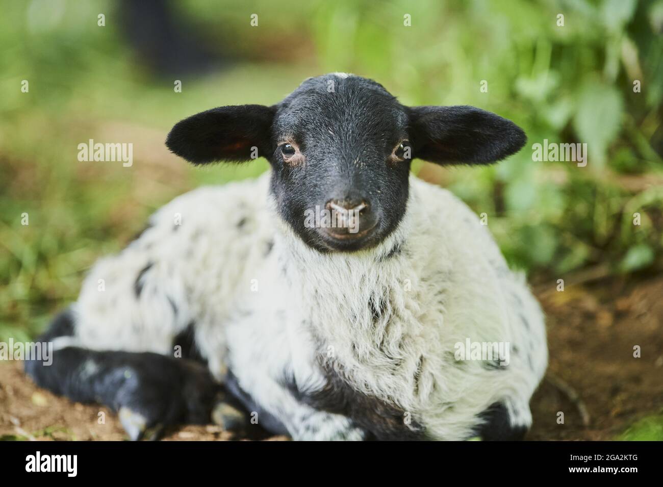 Ritratto di un agnello (Ovis aries) che si trova in un campo e guardando la macchina fotografica; Baviera, Germania Foto Stock