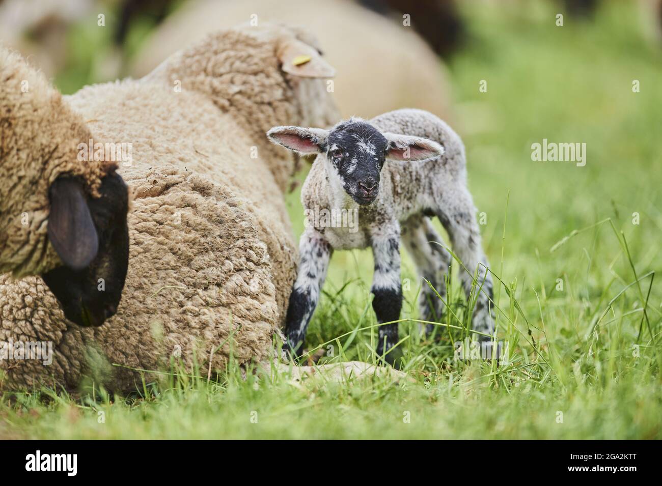 Ritratto di un agnello (Ovis aries) in piedi in un campo vicino alle pecore adulte e guardando la macchina fotografica; Baviera, Germania Foto Stock