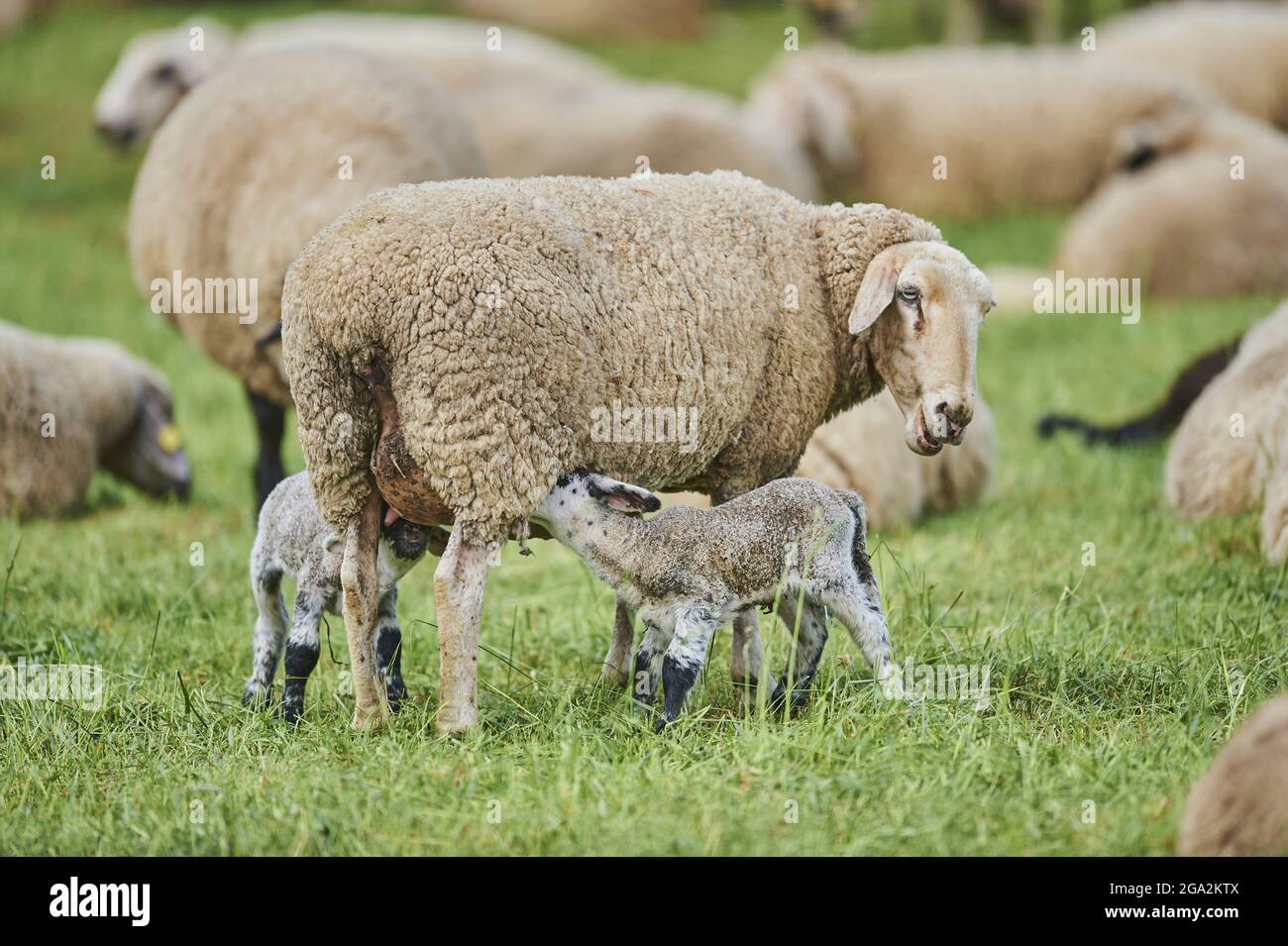 Pecora pecora pecora (Ovis aries) che allattano due agnelli, in piedi in un campo con altre pecore sullo sfondo; Baviera, Germania Foto Stock