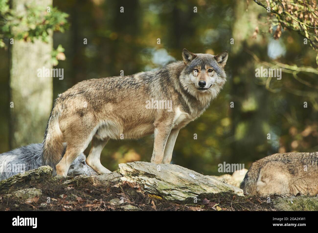 Lupo orientale (Canis lupus lycaon) che rimane in una foresta, prigioniero; Baden-Wurttemberg, Germania Foto Stock