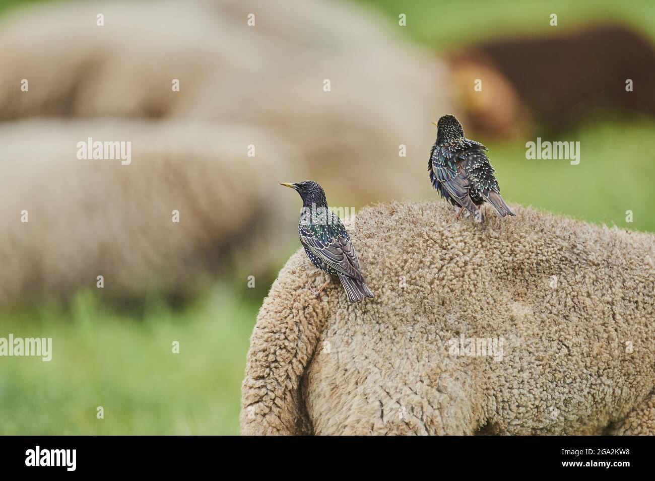 Vista presa da dietro di due giovani (Sturnus vulgaris) seduti su una pecora (Ovis aries) in un campo mentre pascolo; Baviera, Germania Foto Stock