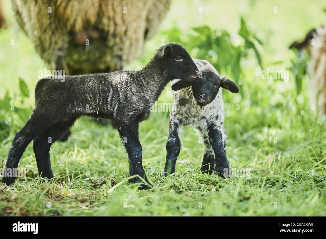 Due agnelli (Ovis aries), un agnello nero e un agnello bianco e nero macchiato, essendo amichevole mentre si levano in piedi in un campo con le pecore adulte sullo sfondo Foto Stock