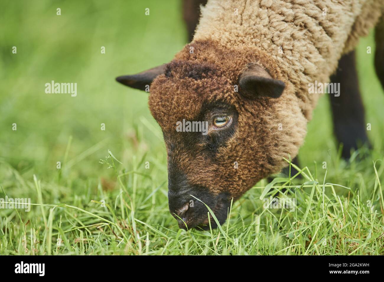 Primo piano di una pecora marrone (Ovis aries) in piedi in un campo che mangia erba; Baviera, Germania Foto Stock