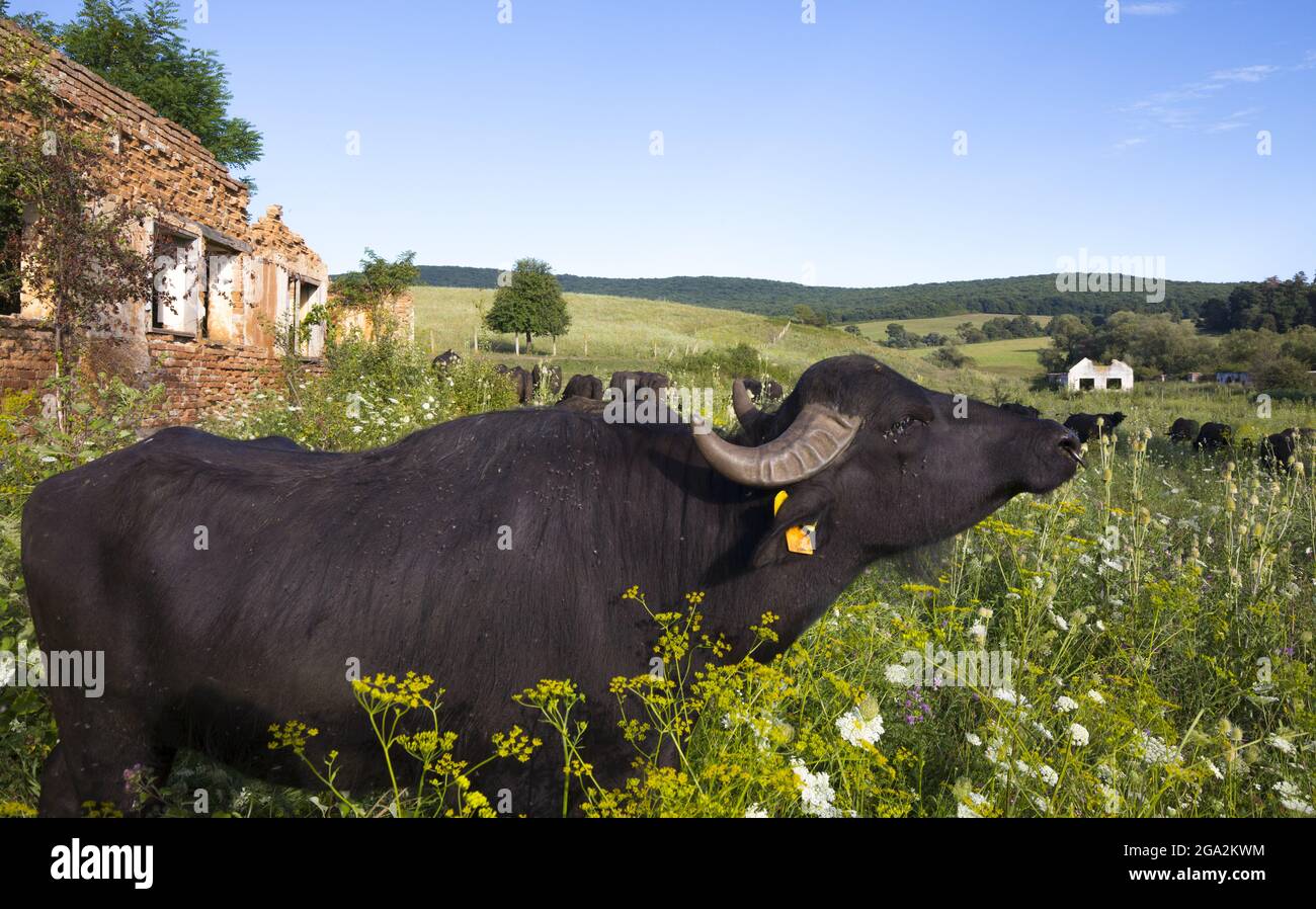 Primo piano Ritratto di un bufalo d'acqua (Bubalus bubalis) che pascolano in un prato di fiori selvatici con altri bufali d'acqua sullo sfondo a ferma Indianul... Foto Stock