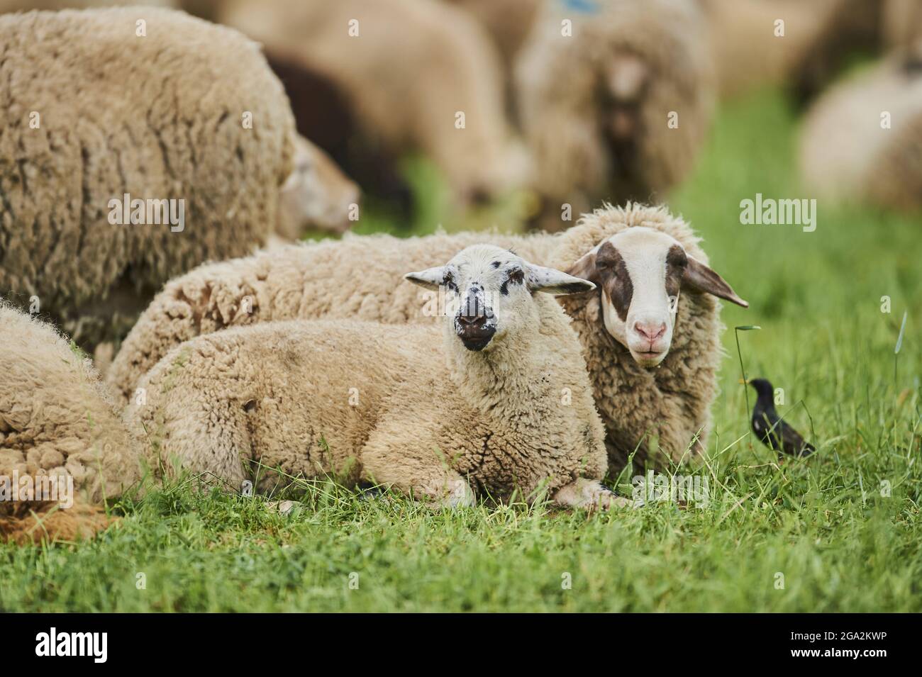 Due pecore (Ovis aries) giacenti insieme su un campo erboso vicino ad un uccello nero con altre pecore sullo sfondo; Baviera, Germania Foto Stock