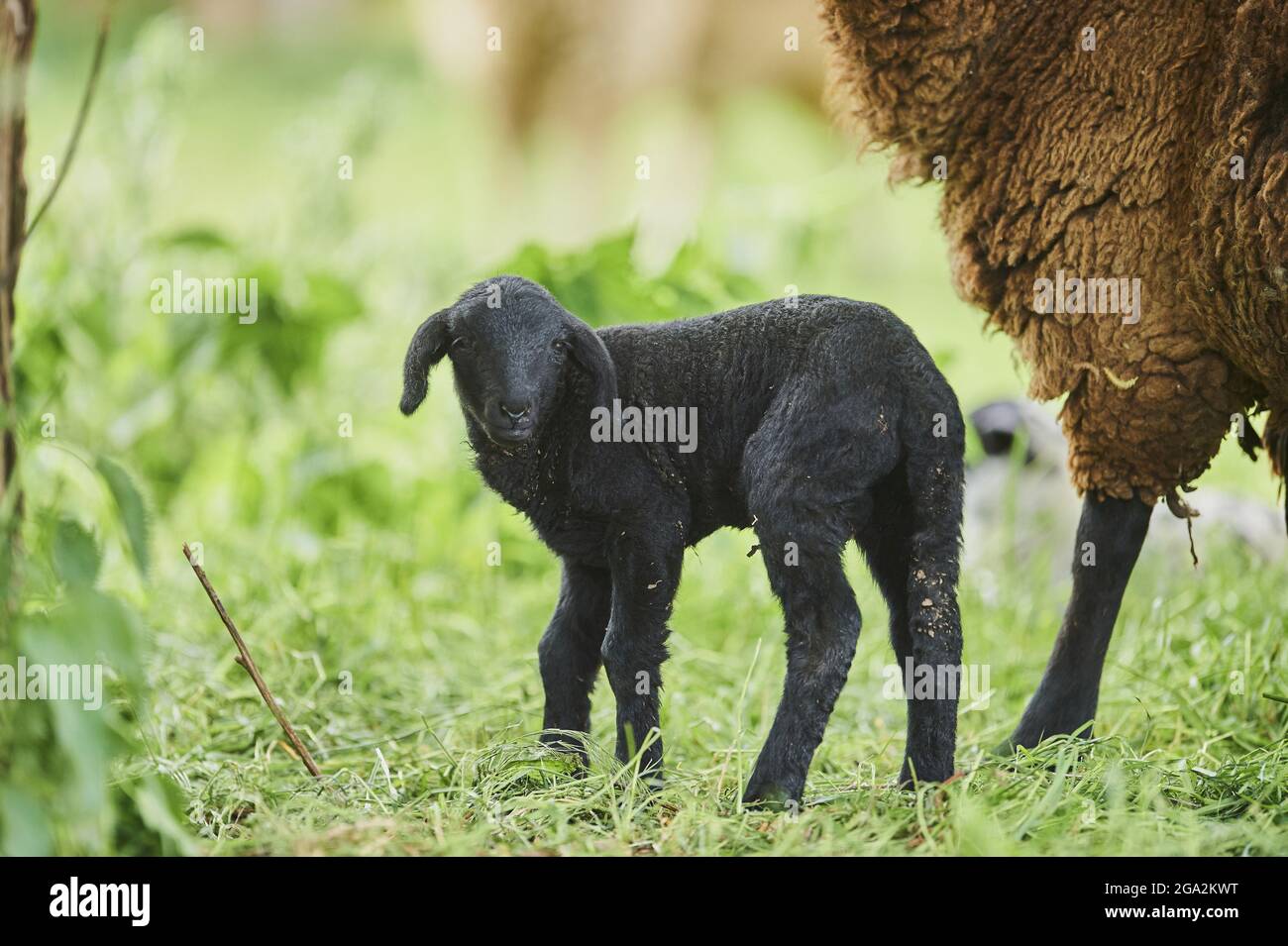 Agnello nero (Ovis aries) guardando la macchina fotografica e in piedi accanto ad una pecora adulta in un campo; Baviera, Germania Foto Stock