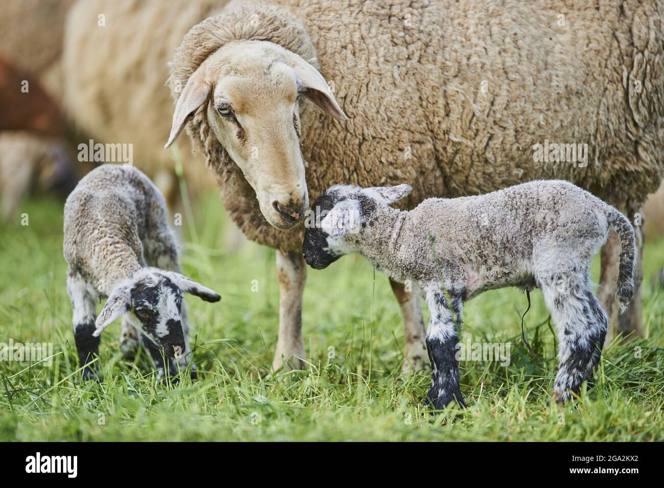 Primo piano di pecore (Ovis aries) nutrendo due agnelli, in piedi in un campo; Baviera, Germania Foto Stock