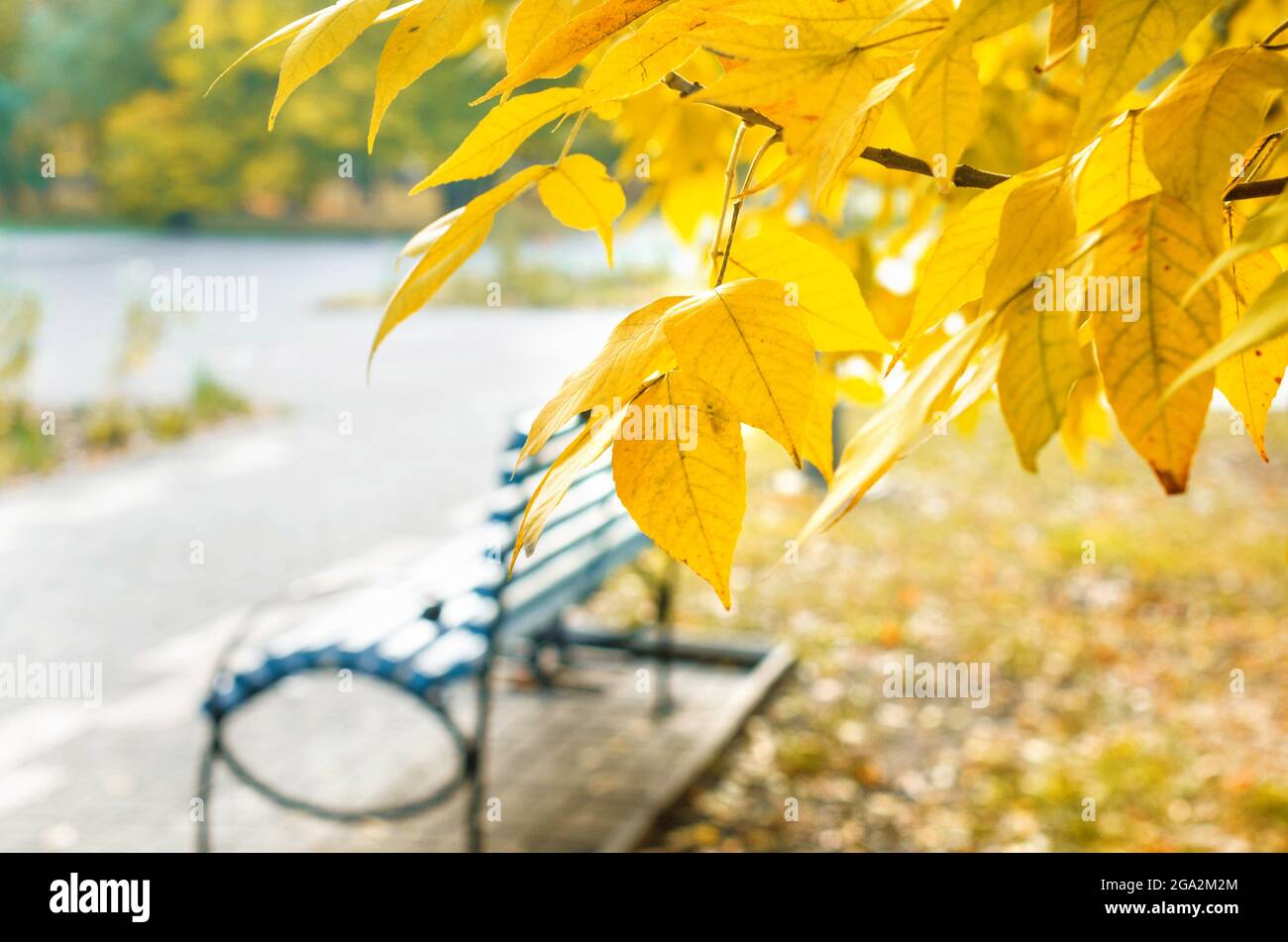 Panca vuota in legno nel parco con passerella autunnale in colori autunnali dorati e gialli; sfondo autunno Foto Stock