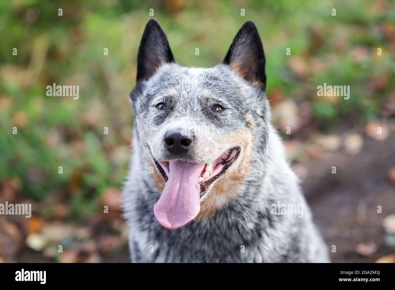 Primo piano ritratto del cane australiano o del guaritore blu con la lingua lunga alla natura Foto Stock