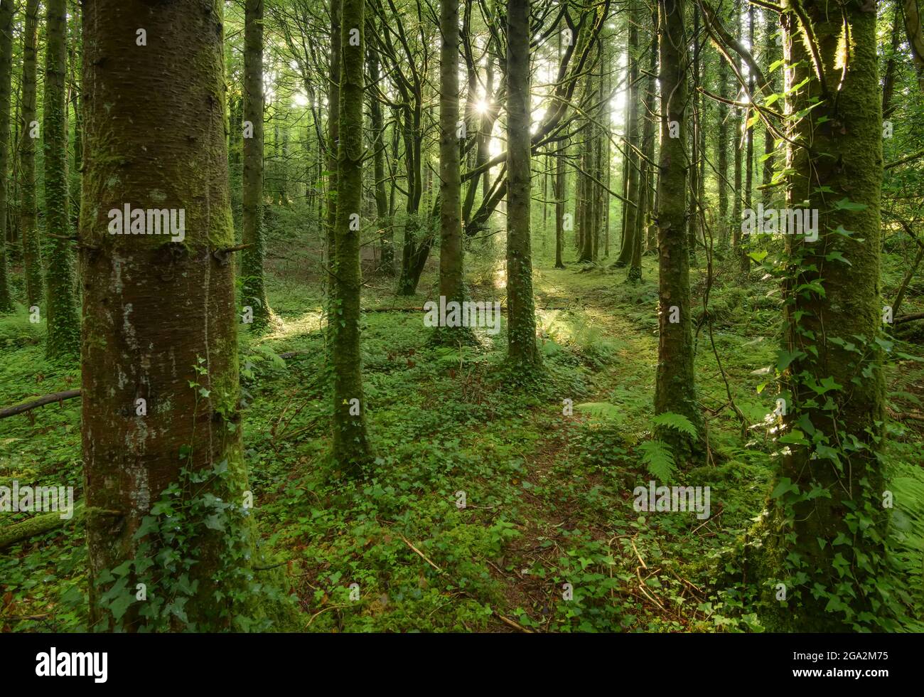 La luce del sole che si snoda attraverso i tronchi di alberi coperti di edera in Pigeon Hole Wood lungo il sentiero natura attraverso la foresta di Cong Woods Foto Stock