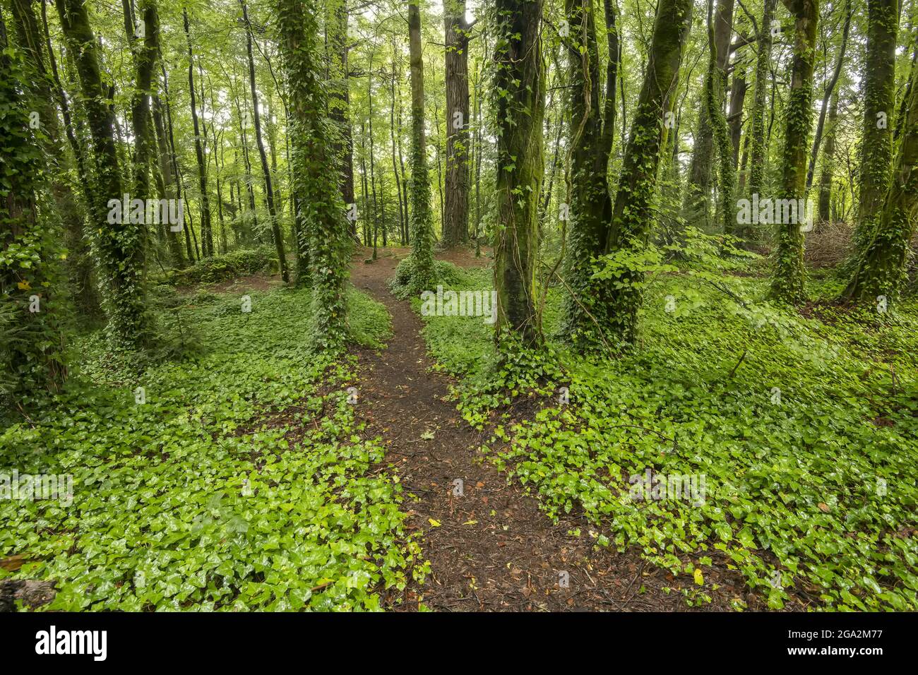 Percorso naturalistico attraverso la foresta di Cong Woods; Cong, County Mayo, Irlanda Foto Stock