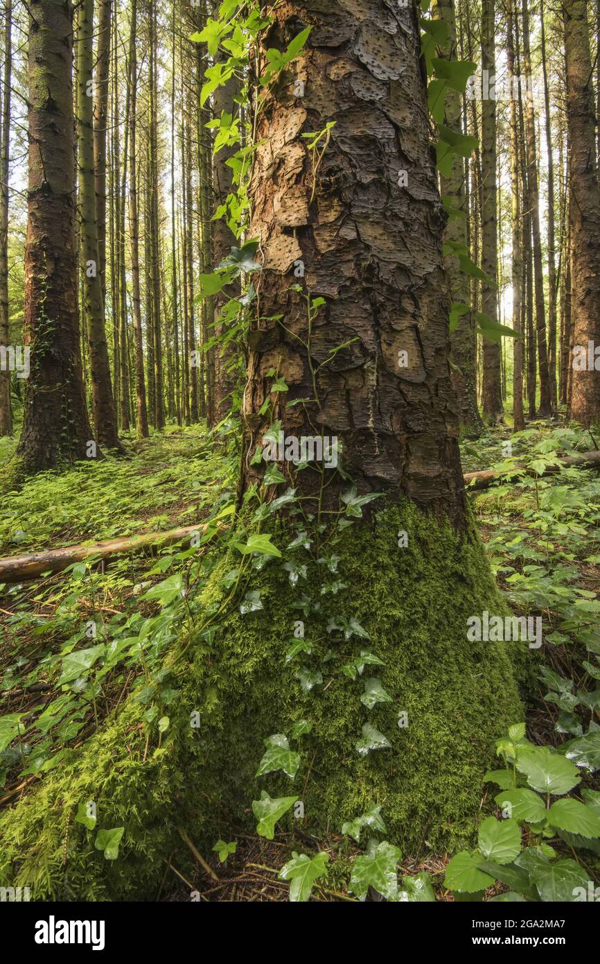 Ivy che cresce su un tronco di albero con la sua corteccia ruvida mostrando, lungo il sentiero natura in Pigeon Hole Wood attraverso la foresta di Cong Woods Foto Stock