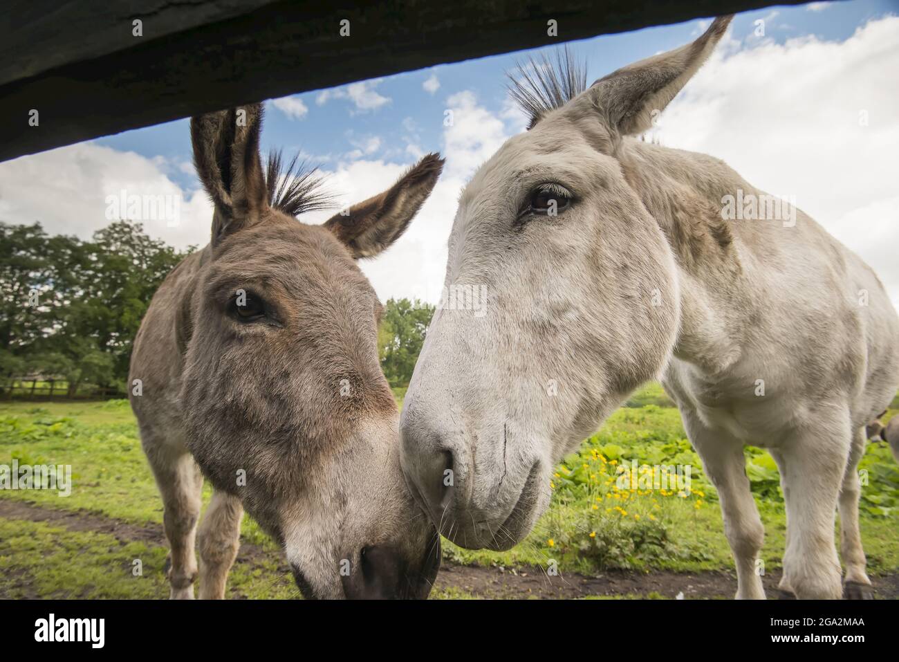 Primo piano di asini (Equus africanus asinus) in piedi accanto ad una recinzione pascolo in un campo nella città di Trim; Trim, Contea di Meath, Irlanda Foto Stock