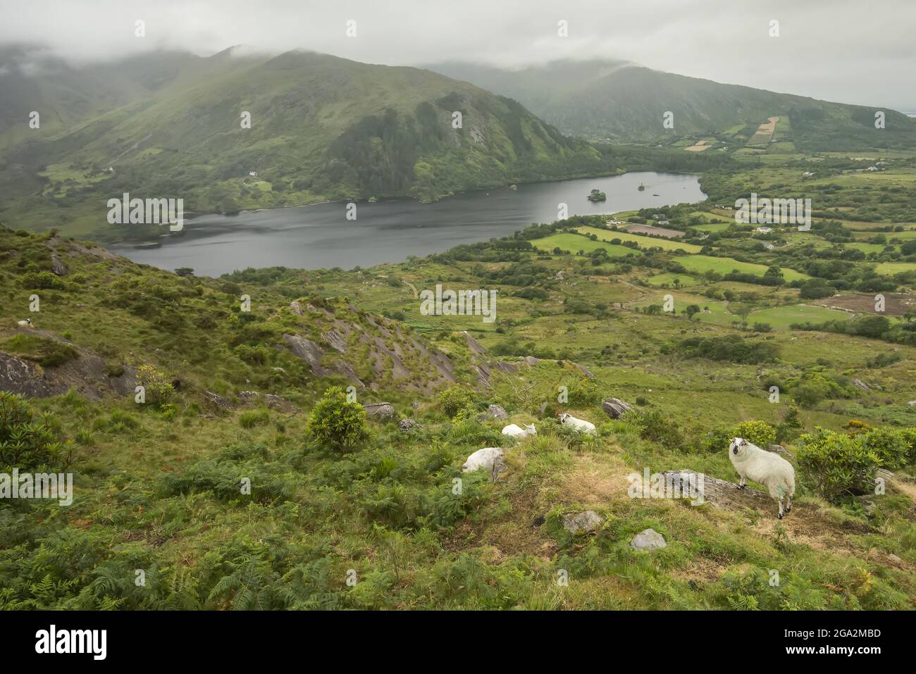 Pecore (Ovis aries) pascolo sulla collina che domina il lago Glanmore e il paesaggio suggestivo della penisola di Beara; County Kerry, Irlanda Foto Stock