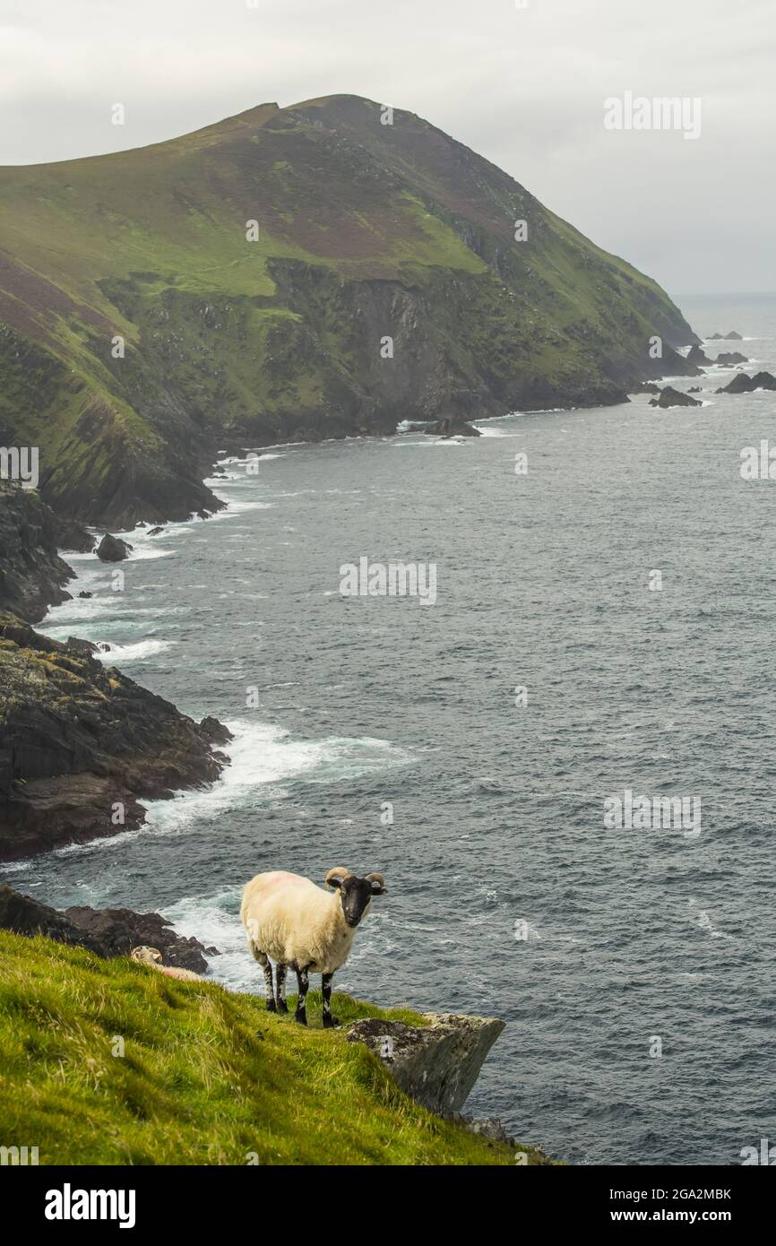 Sheep (Ovis aries) guardando la macchina fotografica in piedi sul bordo di un seacliff, roaming Great Blasket Island (famosa per il 19th e 20th secolo Irish lingua... Foto Stock