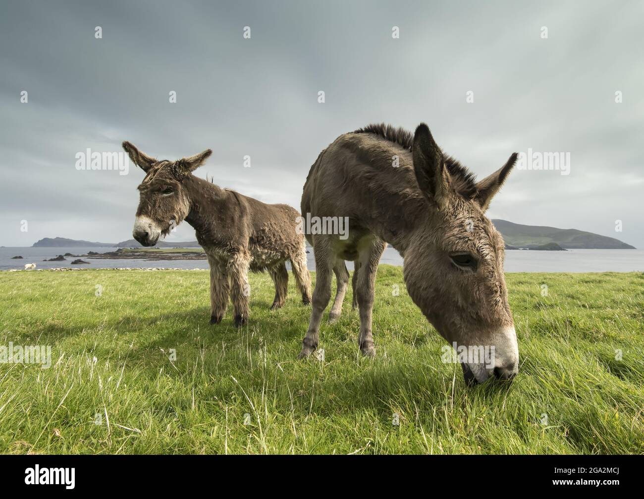 Primo piano di asini (Equus asinus) pascolo in un campo erboso lungo la costa di Great Blasket Island (famosa per il 19th e 20th secolo Irish Langua... Foto Stock