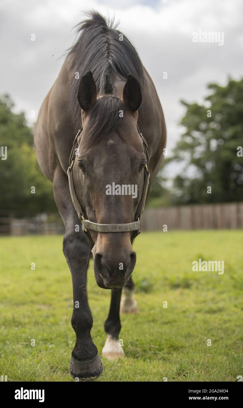 Ritratto di Spirito Invincibile, cavallo (Equus ferus caballus) allevato presso l'Irish National Stud & Gardens, in piedi su un campo erboso in paddock Foto Stock