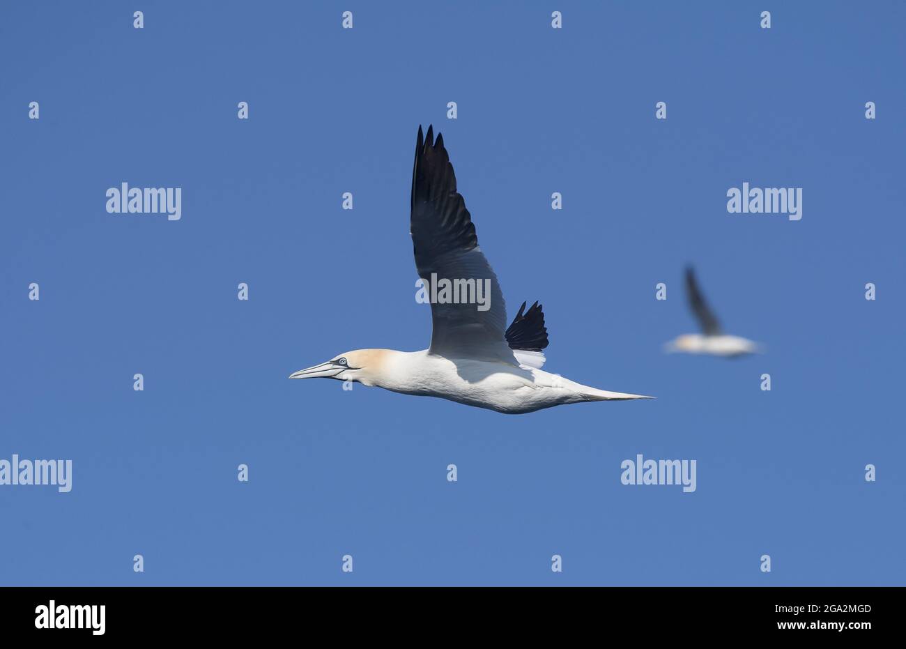 Due gannette settentrionali (Morus fagannanus) in volo contro un cielo azzurro e luminoso; Contea di Kerry, Irlanda Foto Stock