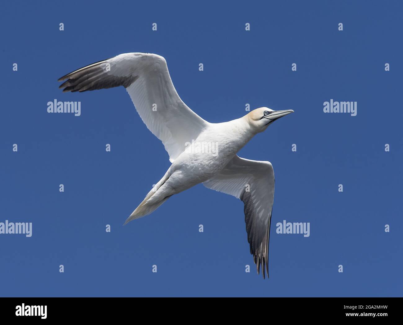 Un solone nord gannets (Morus fagannanus) in volo contro un cielo luminoso e blu; Contea di Kerry, Irlanda Foto Stock