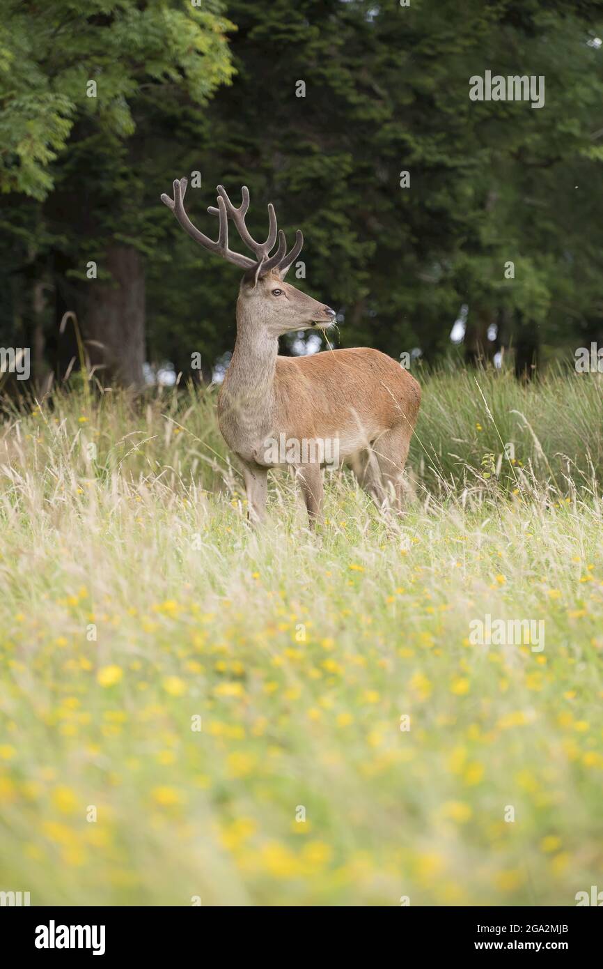 Ritratto di un cervo rosso (Cervus elaphus) in piedi nella lunga erba nel Parco Nazionale di Killarney; Killarney, Contea di Kerry, Irlanda Foto Stock
