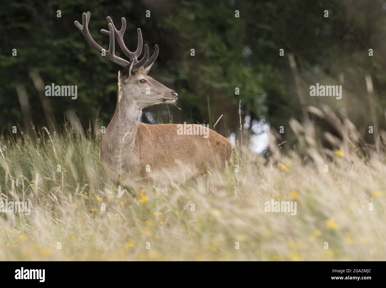 Ritratto di un cervo rosso (Cervus elaphus) in piedi nella lunga erba nel Parco Nazionale di Killarney; Killarney, Contea di Kerry, Irlanda Foto Stock