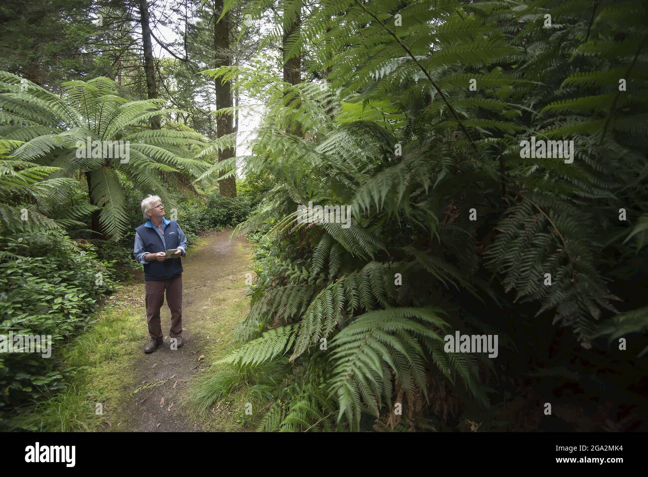 Un uomo in piedi lungo un percorso che esamina le felci e gli alberi mentre esplora i lussureggianti boschi dei giardini Derreen del 19th secolo (Gairdin Derreen) Foto Stock
