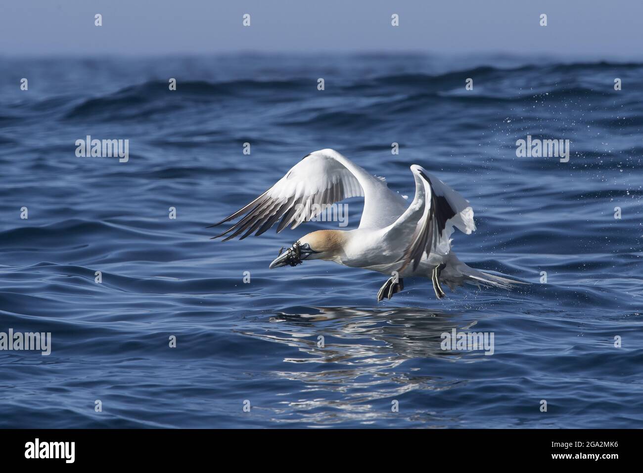 Un gannet settentrionale (Morus fagannanus) skin l'acqua come prende il volo con il kelp nel suo conto dopo aver foraging l'oceano per materiale di nidificazione Foto Stock
